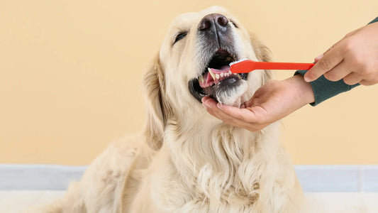 Essential Cleaning Hacks Every Pet Owner Should Know