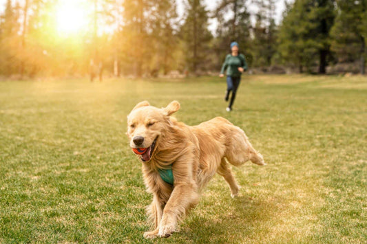 The Benefits of Regular Walks for Your Dog's Health and Happiness