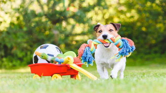 Enhancing Your Dog's Life with Interactive Toys: Benefits and Selection Tips