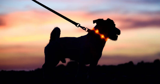 Enhancing Nighttime Dog Walk Safety: Essential Gear for Visibility