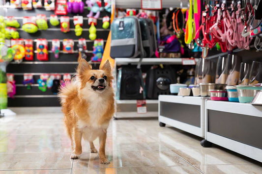 Exploring America's Leading Pet Stores: A Comprehensive Guide