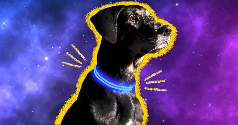 Top Benefits of LED Dog Collars for Nighttime Walks